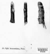 Pertusaria leioplaca image